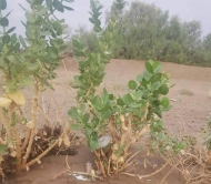 السيول تجرف كميات كبيرة من الالغام في عددا من المحافظات